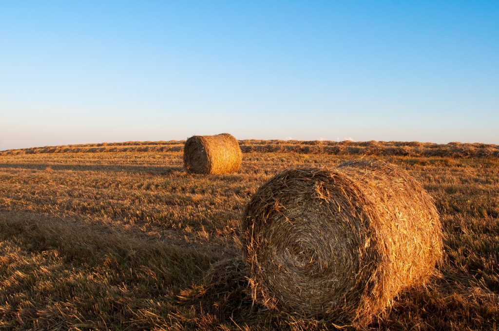 Canva – Brown Hay Stocks1 Canva - Brown Hay Stocks1