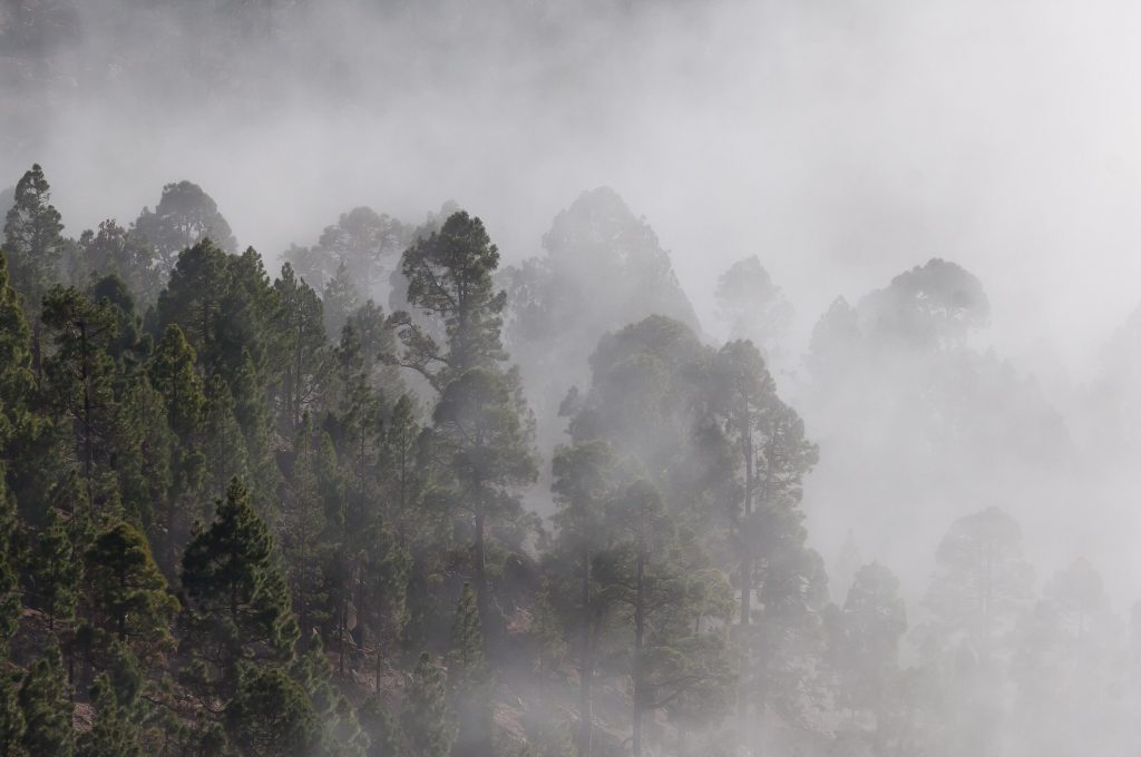 Canva1 – Person Showing Forest Covered in Fog Canva1 - Person Showing Forest Covered in Fog